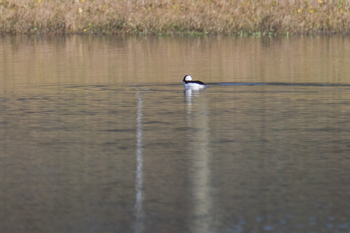 Гоголь малий - ML647334852