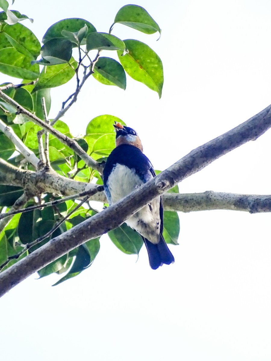 Golden-hooded Tanager - ML647334858