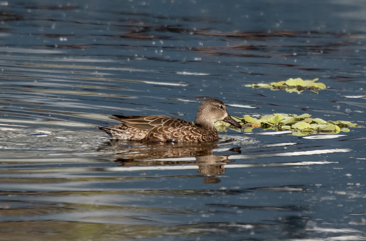 Sarcelle à ailes bleues - ML647334861