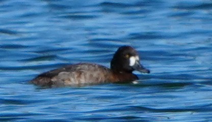 コスズガモ - ML647334865