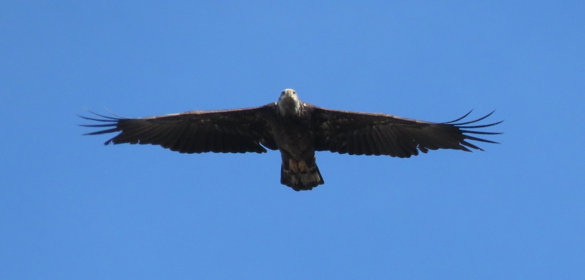 ハクトウワシ - ML647334867