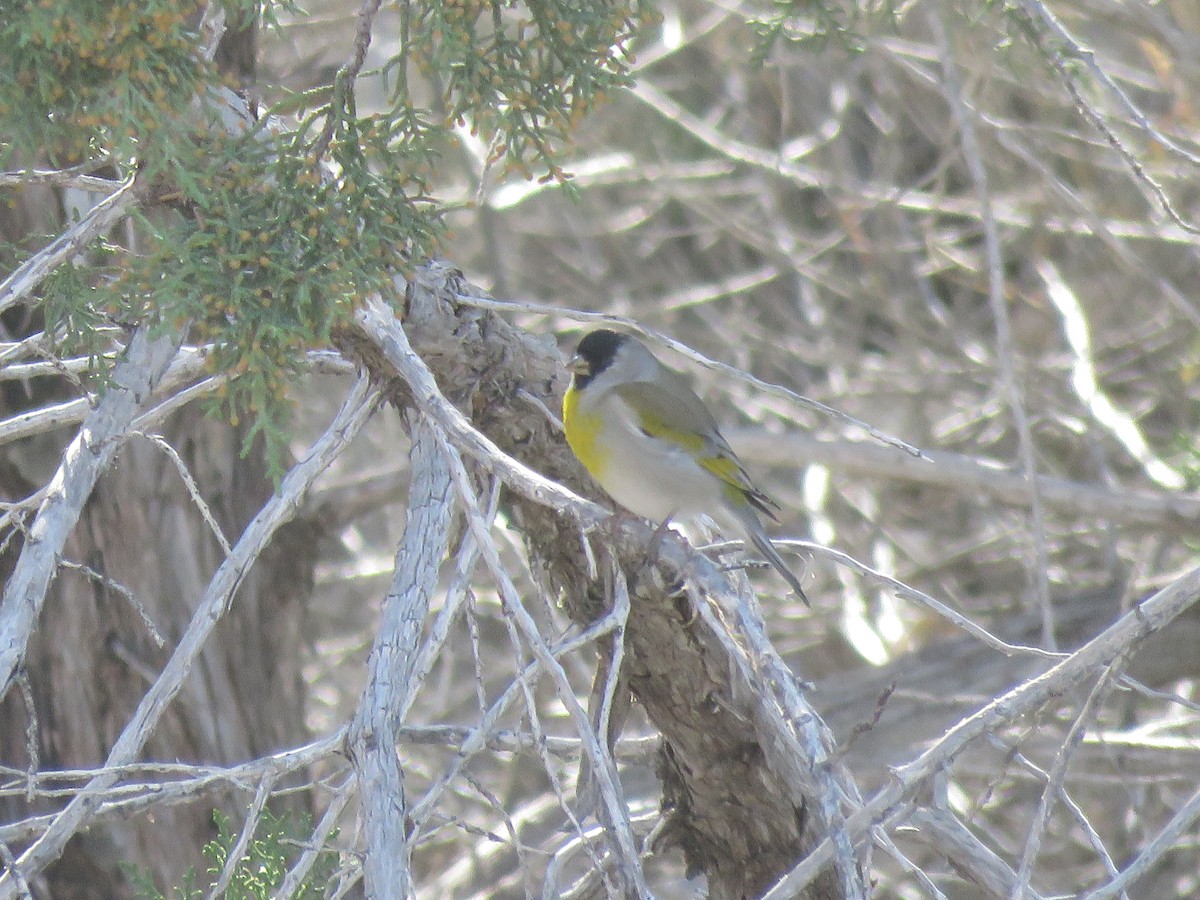 Lawrence's Goldfinch - ML647334874