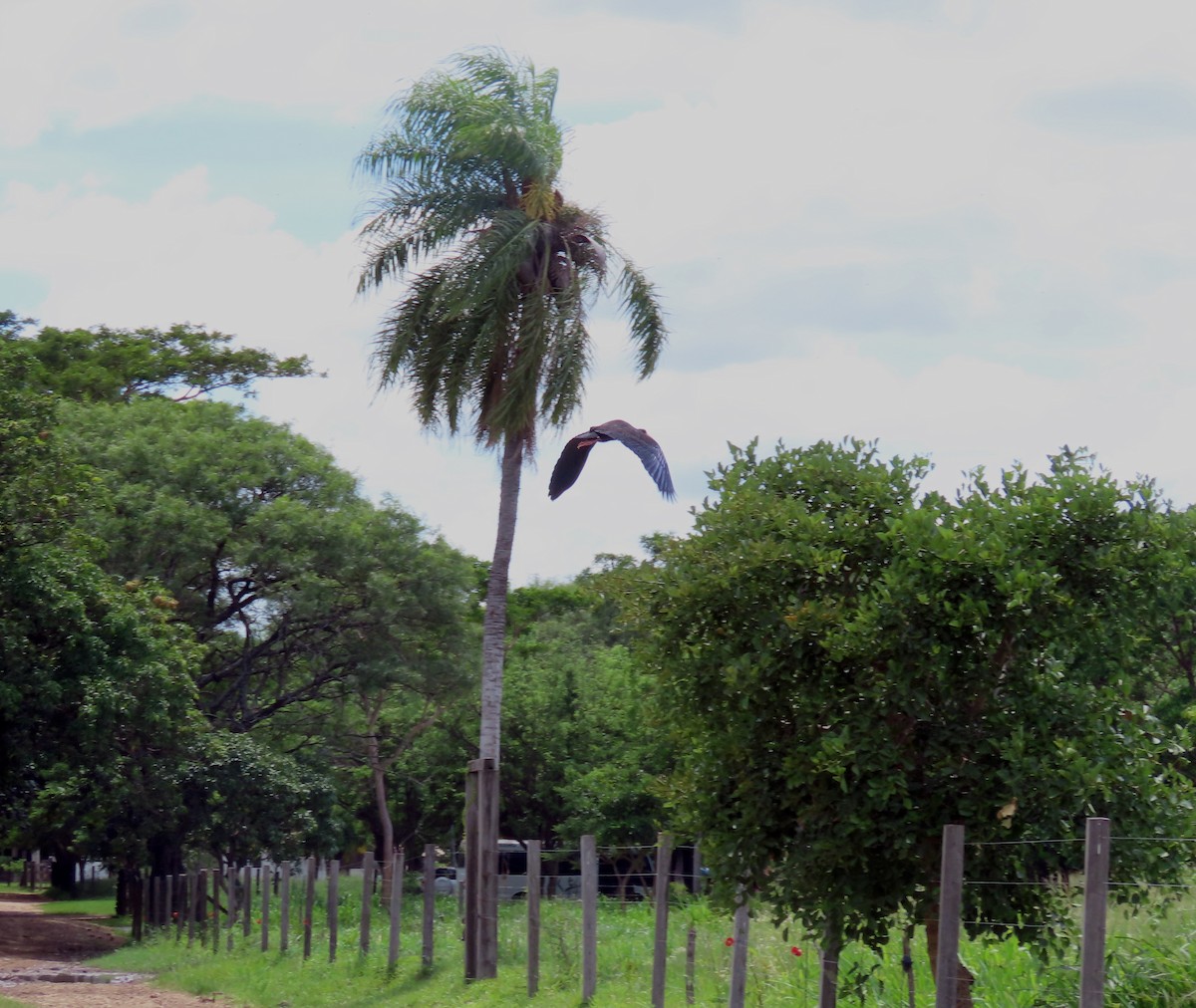 Bare-faced Ibis - ML647334878