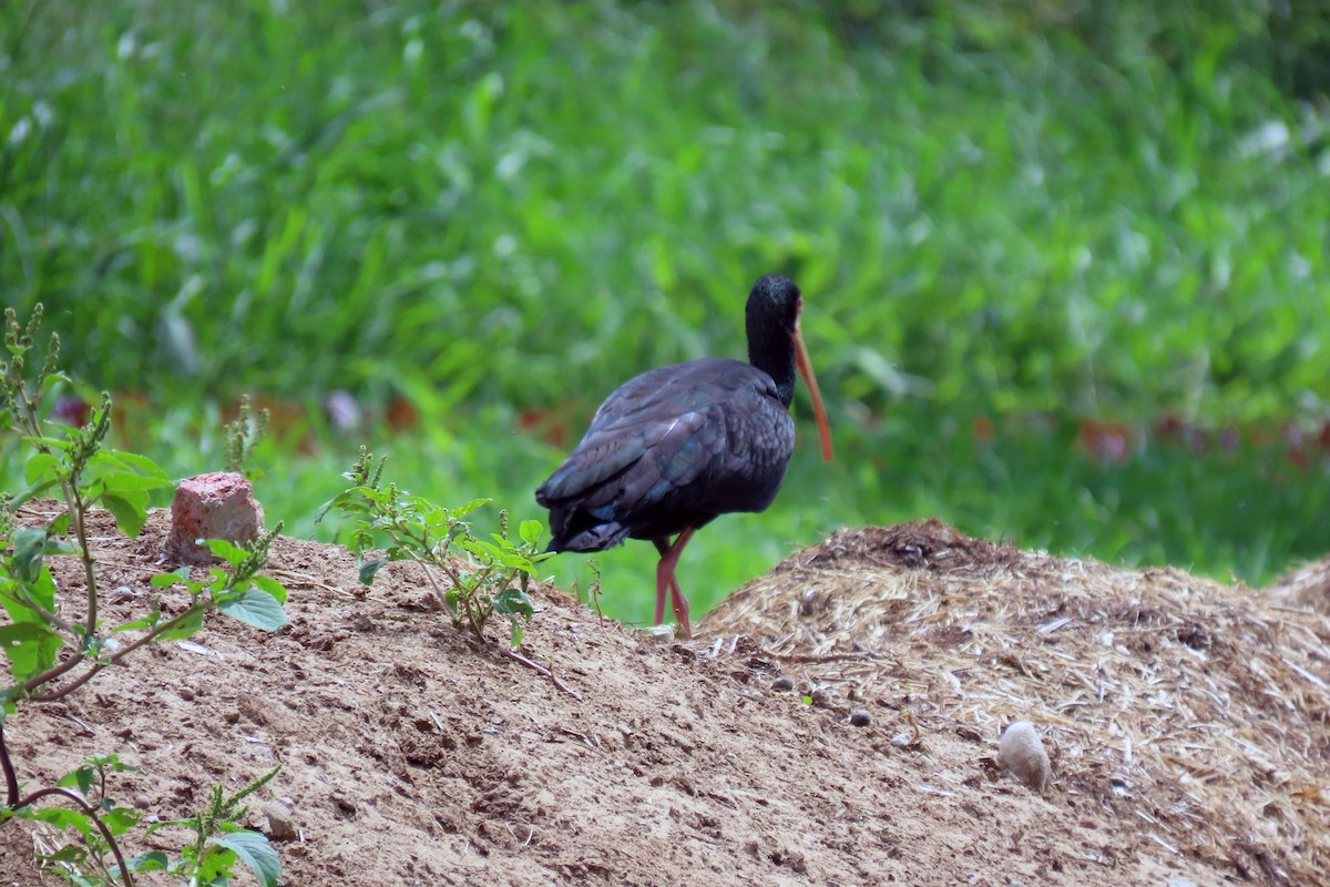 Bare-faced Ibis - ML647334879