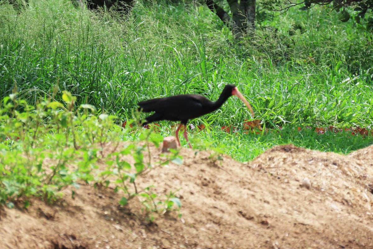 Bare-faced Ibis - ML647334880