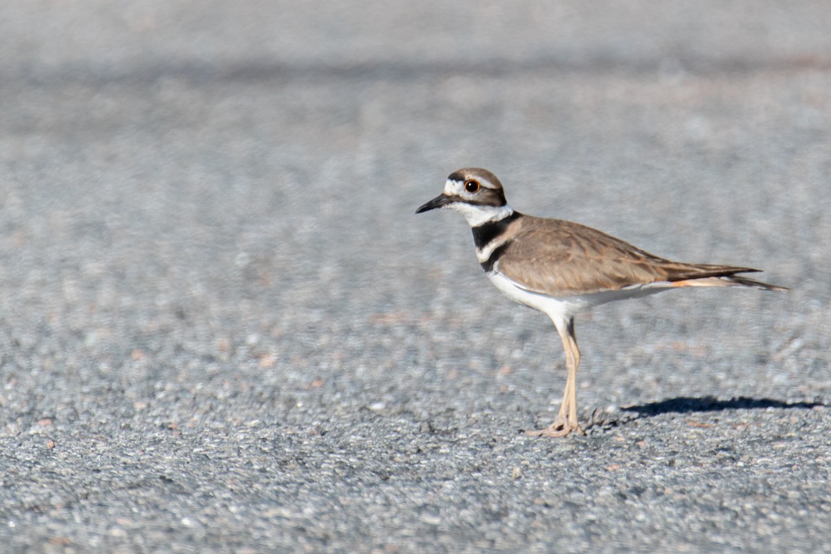 Пісочник крикливий - ML647334887