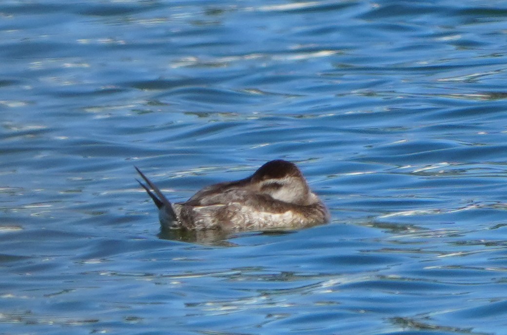 Ruddy Duck - ML647334895