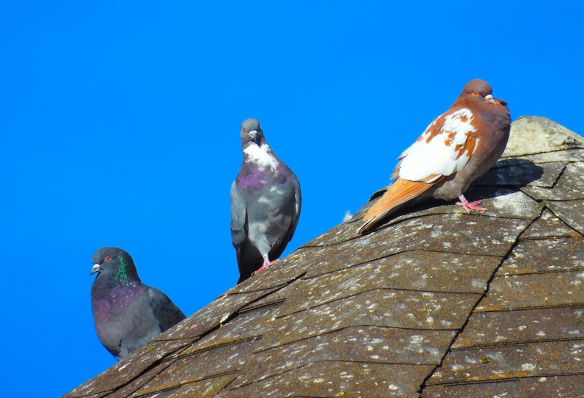 יונת בית - ML647334898