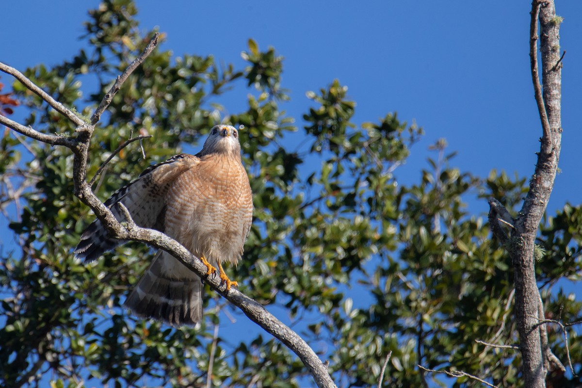 Канюк рудоплечий - ML647334899