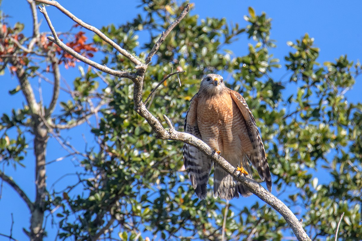 Канюк рудоплечий - ML647334901