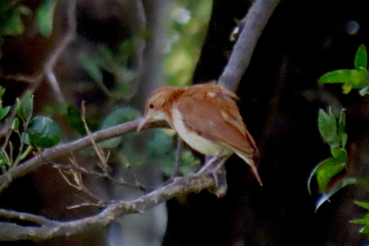 Rufous Hornero - ML647334906