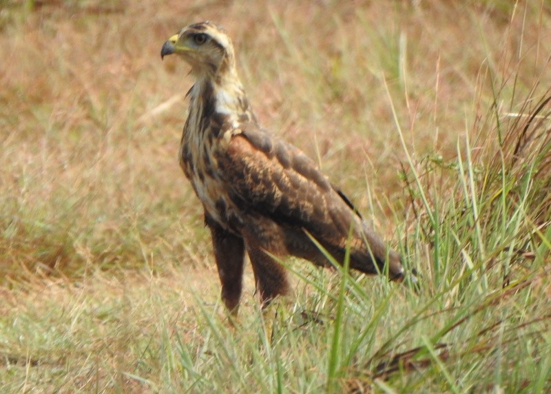 Otlak Şahini - ML647334908