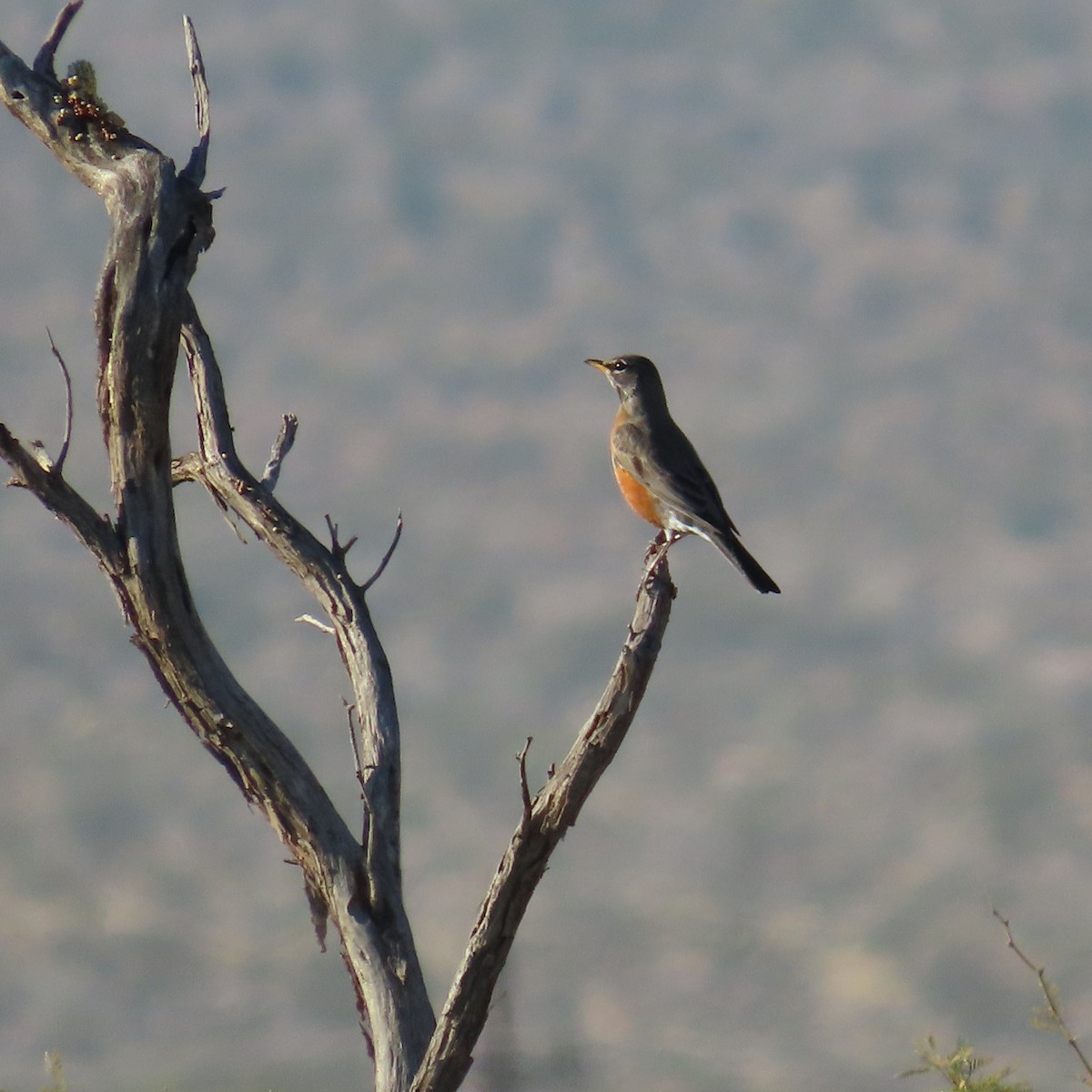 American Robin - ML647334915
