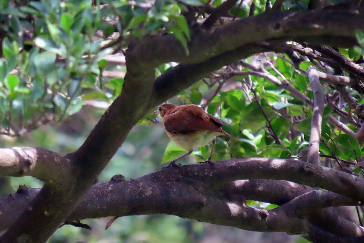 Rufous Hornero - ML647334923