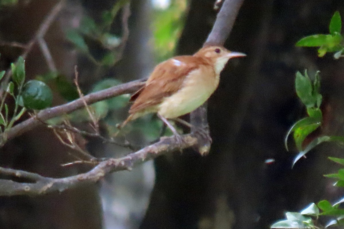 Rufous Hornero - ML647334930