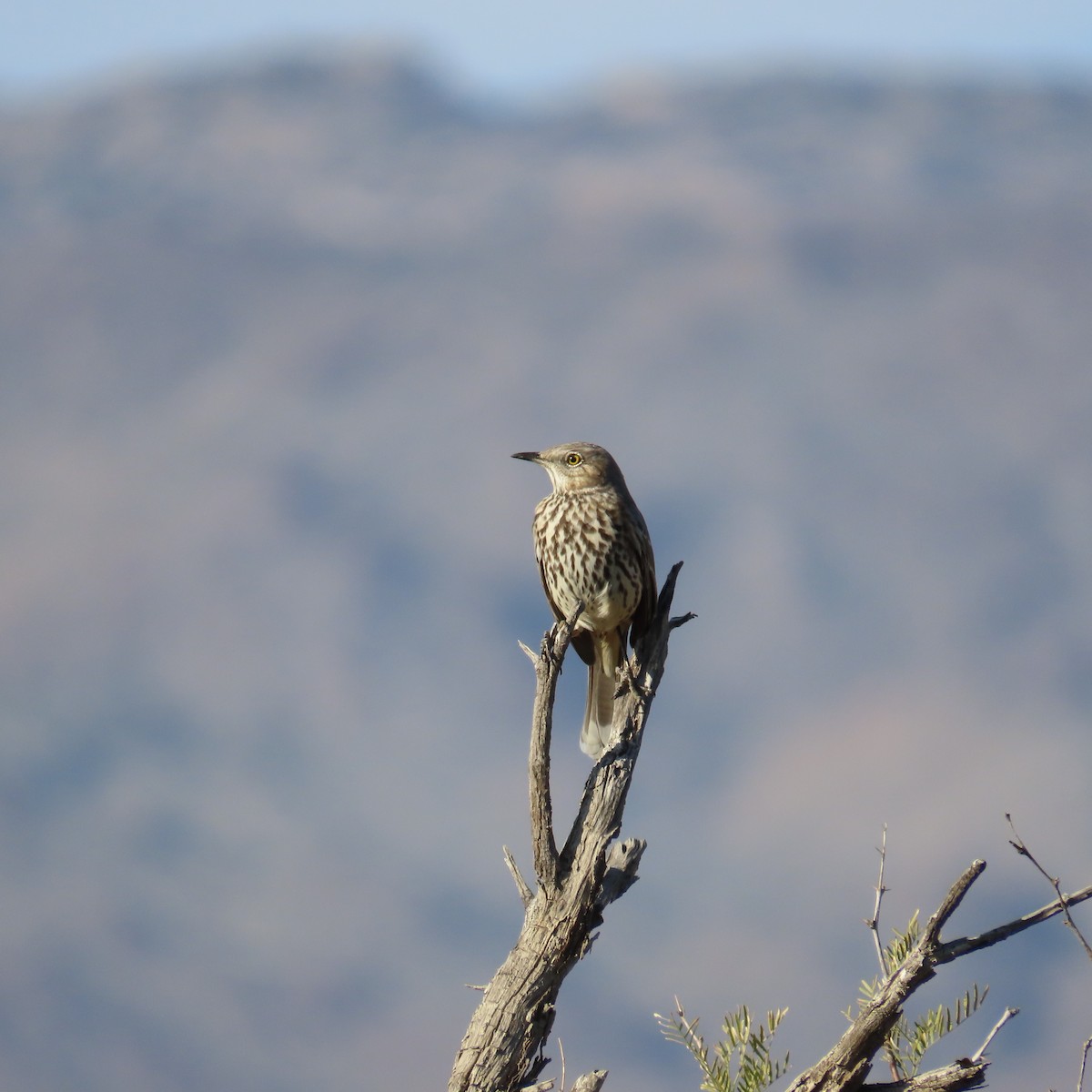 Sage Thrasher - ML647334933