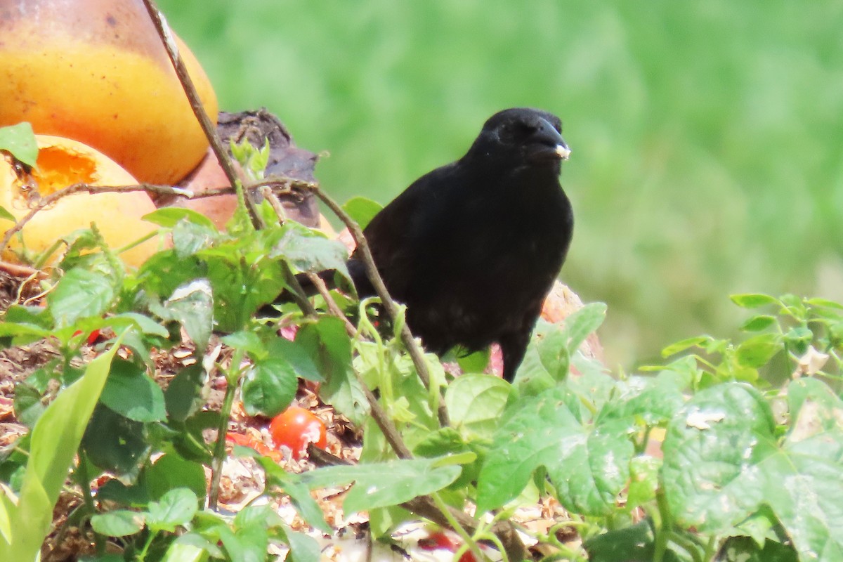 Shiny Cowbird - ML647334947