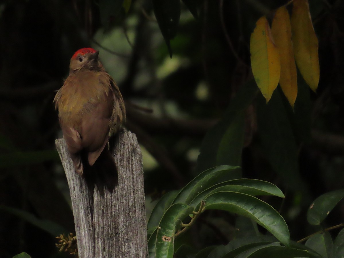 Smoky-brown Woodpecker - ML647334949