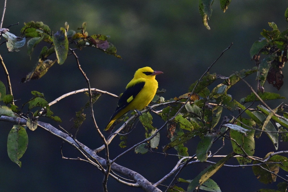 Indian Golden Oriole - ML647334961