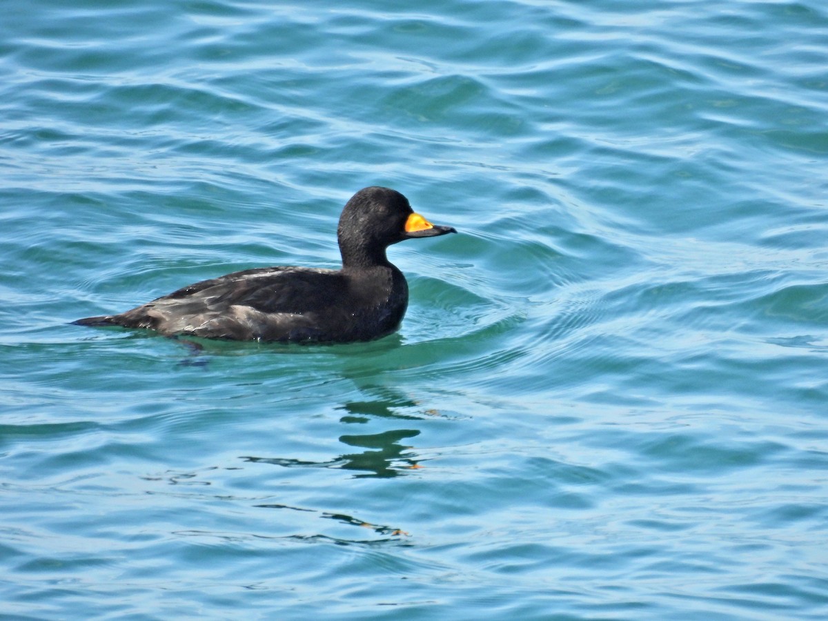 Amerika Kara Ördeği - ML647334987