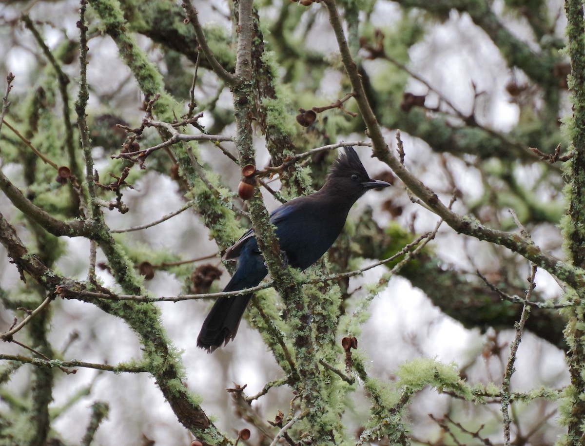 Steller's Jay - ML647334994