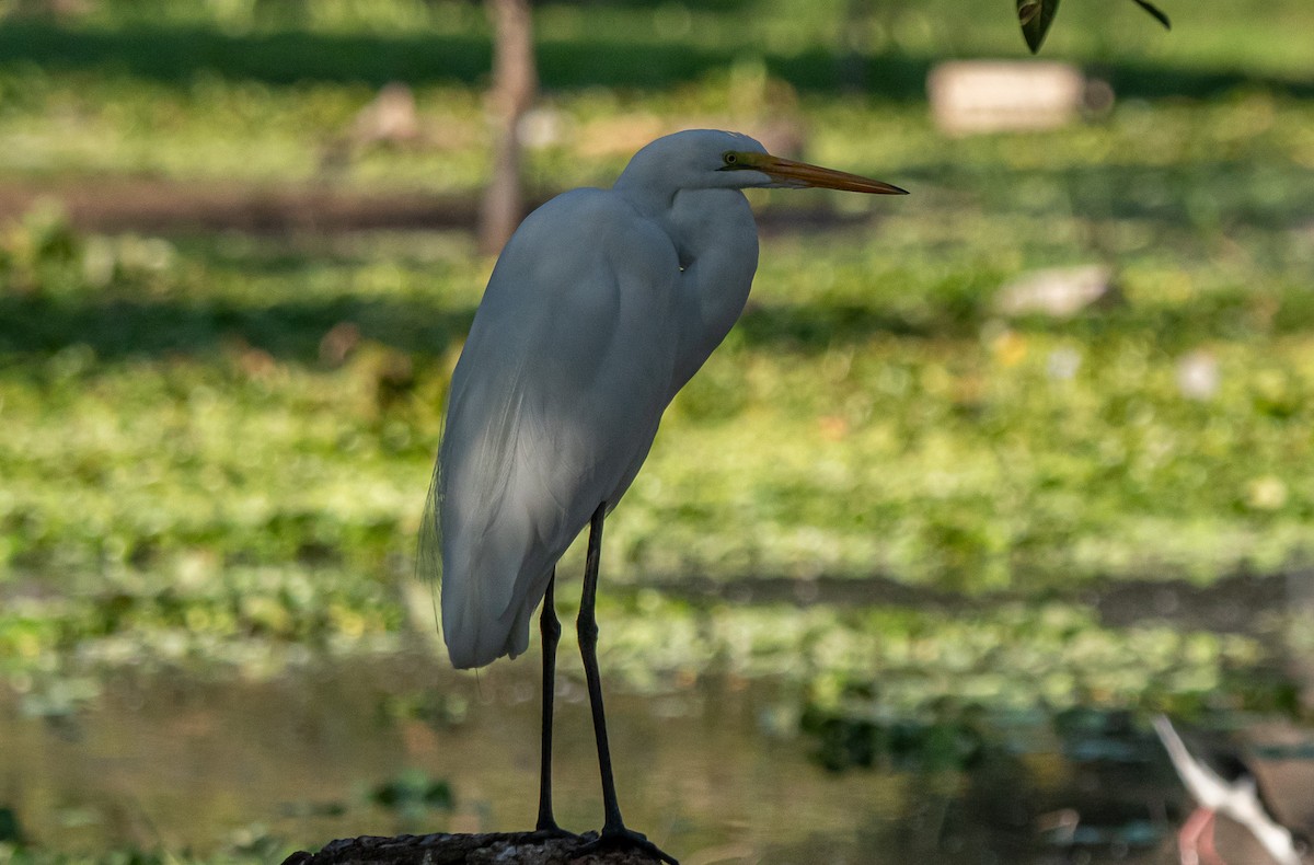 Great Egret - ML647334995