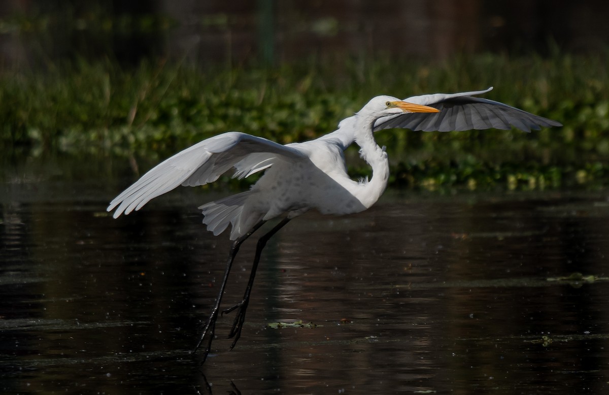 Great Egret - ML647334996