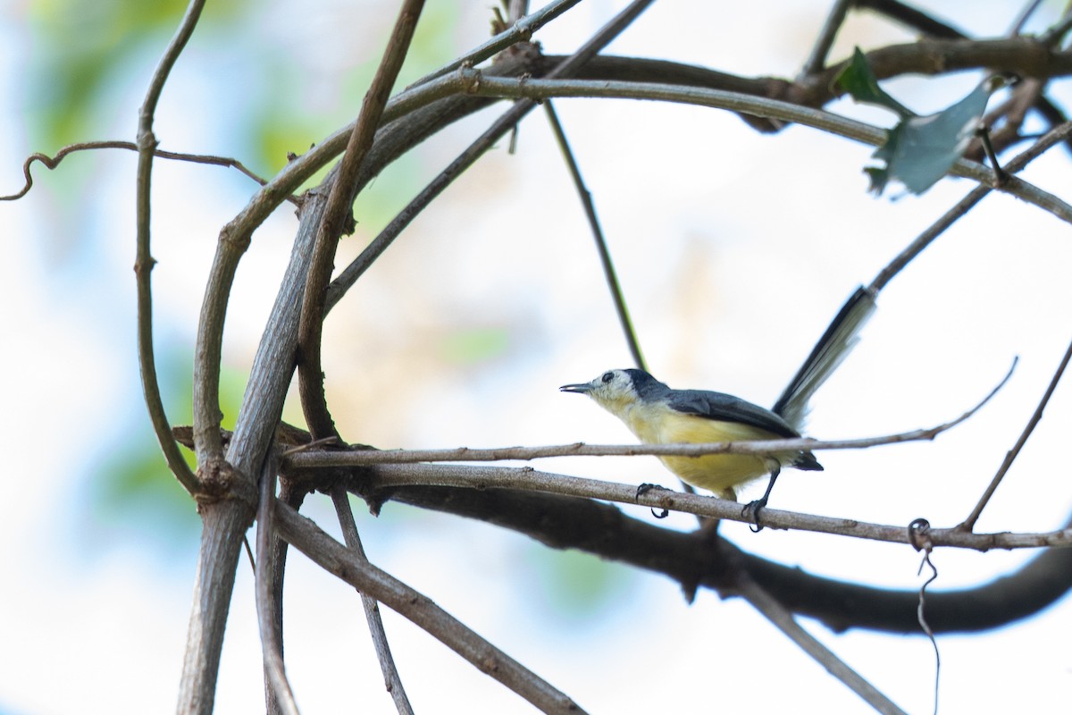 Creamy-bellied Gnatcatcher - ML647334997