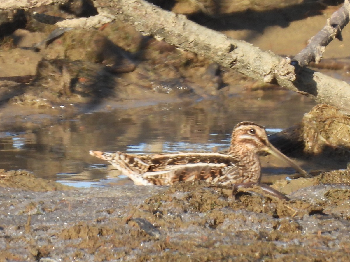 Wilsonbekassine - ML647334998