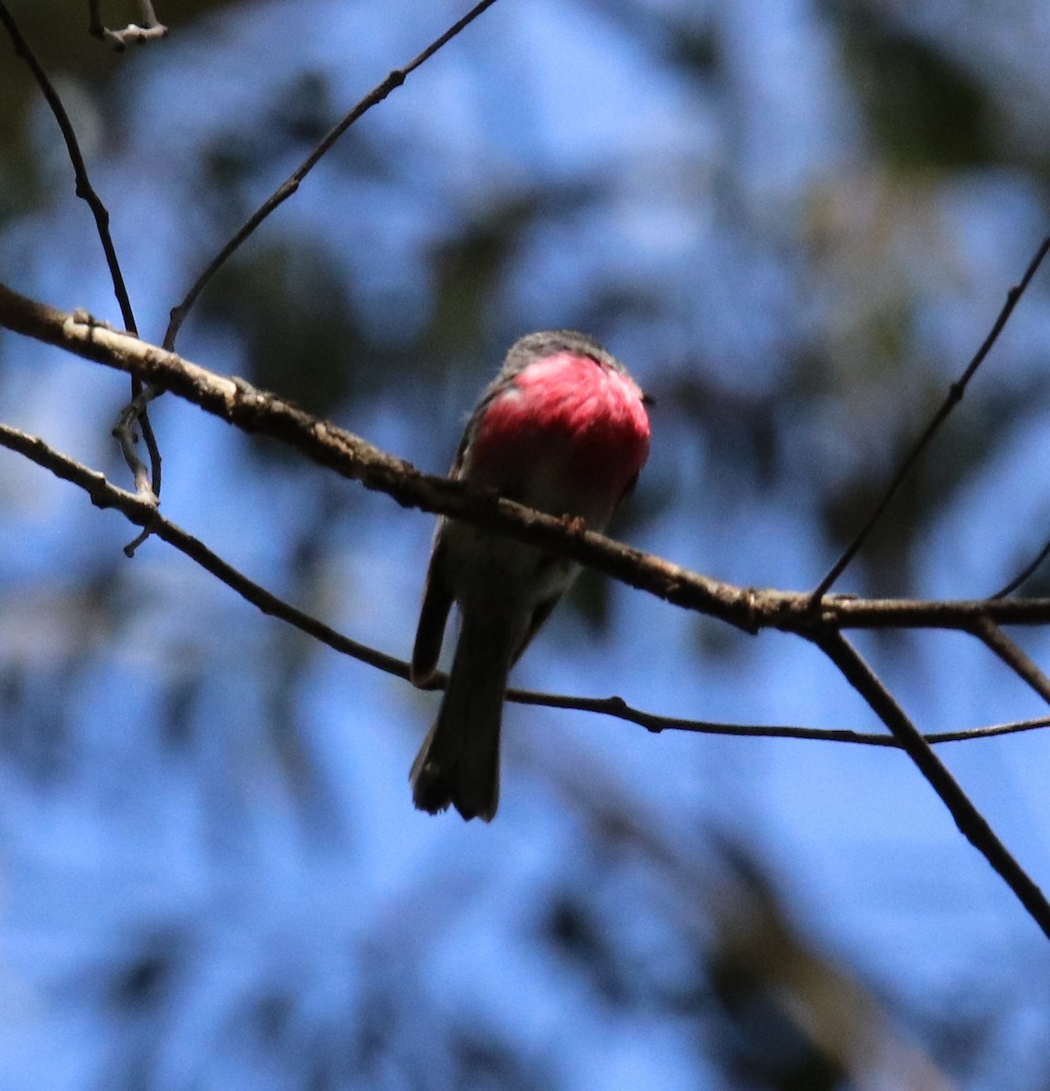 Rose Robin - ML647335001