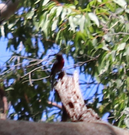 Rose Robin - ML647335002