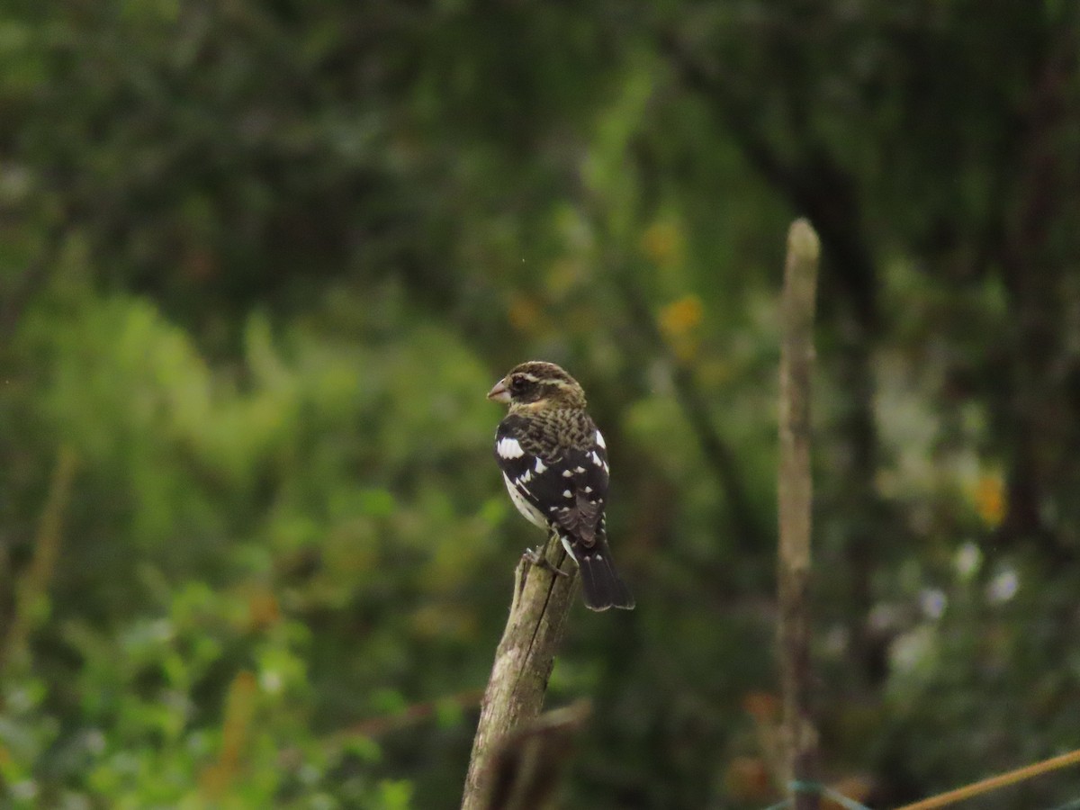 Rose-breasted Grosbeak - ML647335004