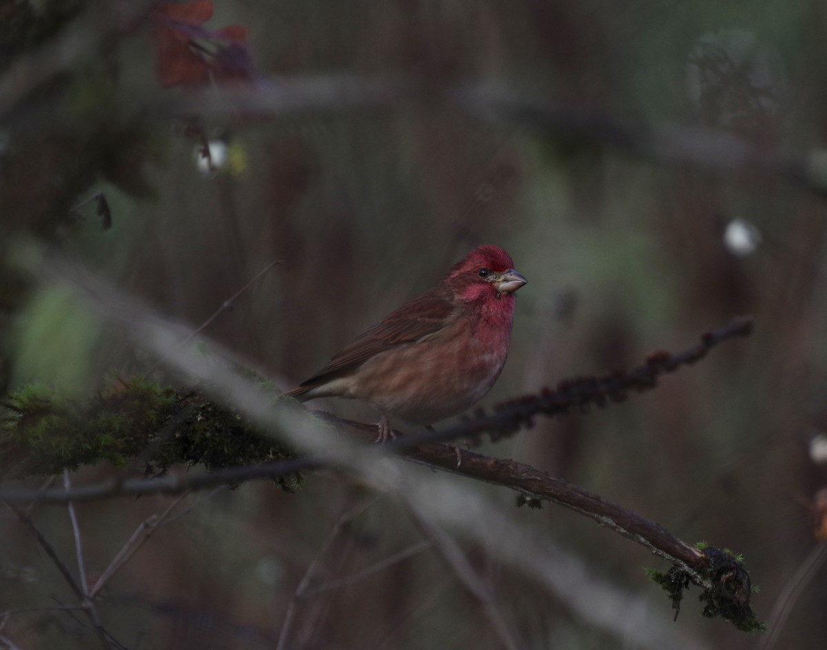 Purple Finch - ML647335011