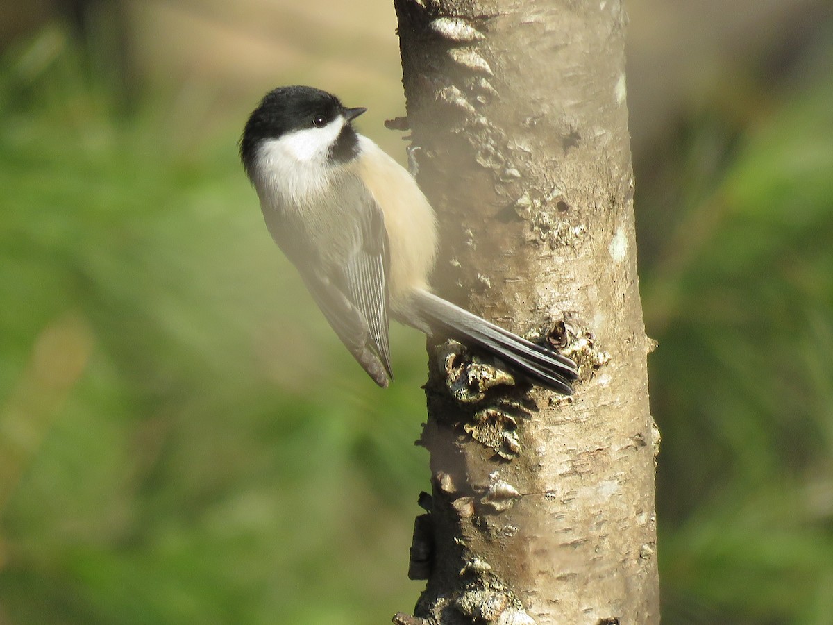 Гаїчка світлокрила - ML647335012