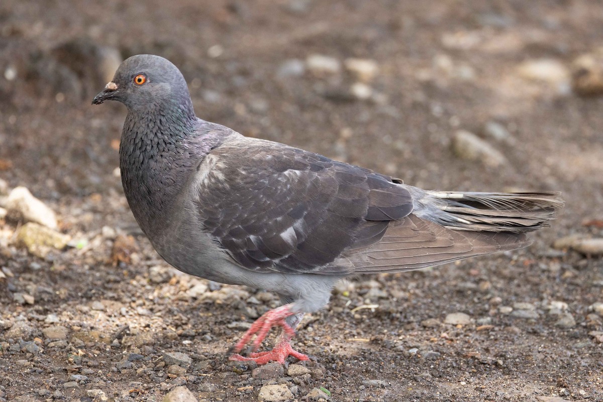 יונת בית - ML647335014