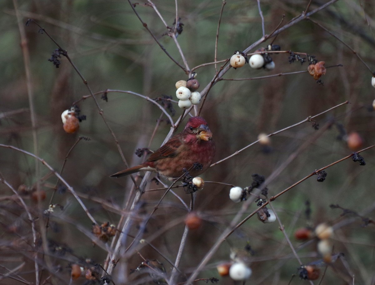 Purple Finch - ML647335016