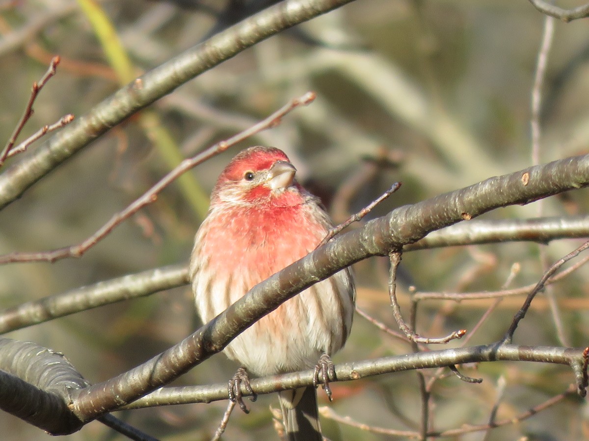 Чечевиця садова - ML647335017