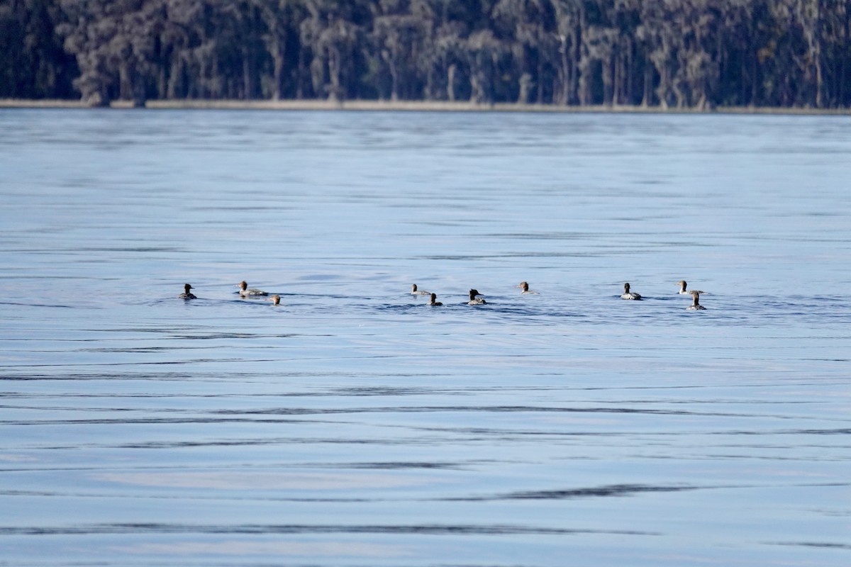 Tarakdiş - ML647335020