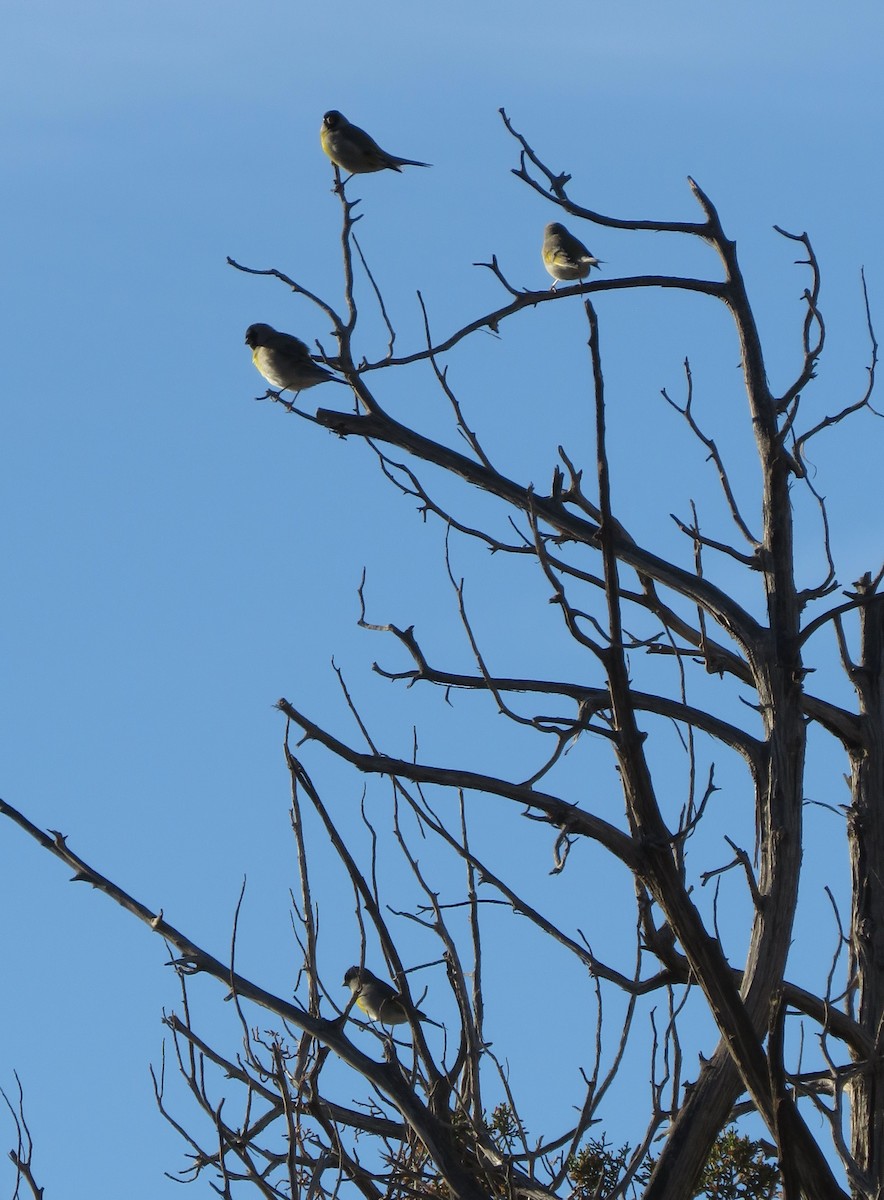 Lawrence's Goldfinch - ML647335021