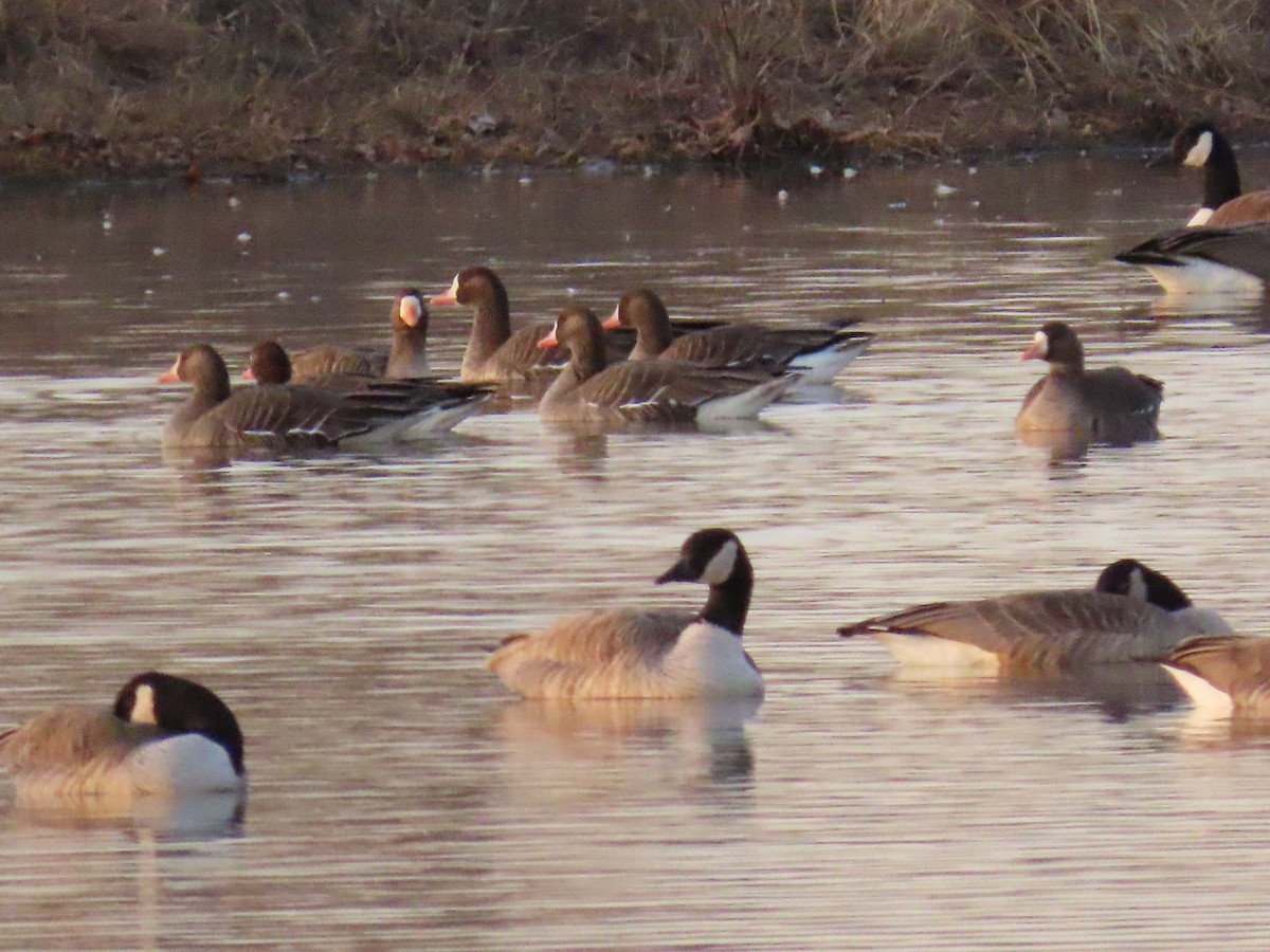 Greater White-fronted Goose - ML647335022
