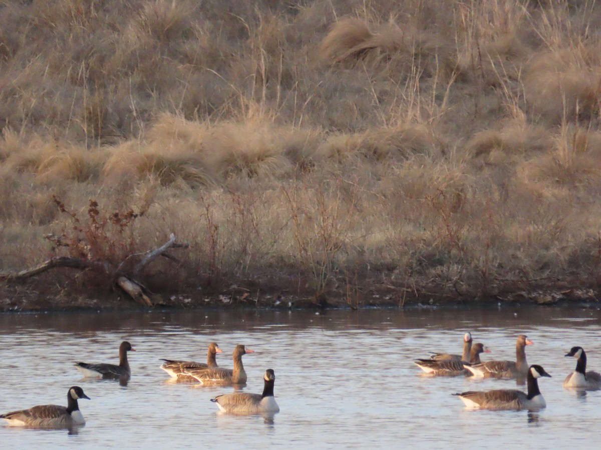 Greater White-fronted Goose - ML647335024