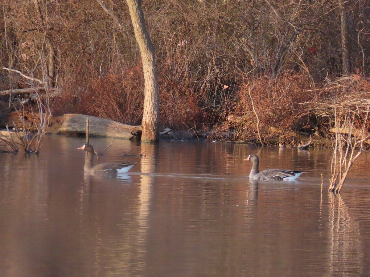 Greater White-fronted Goose - ML647335025