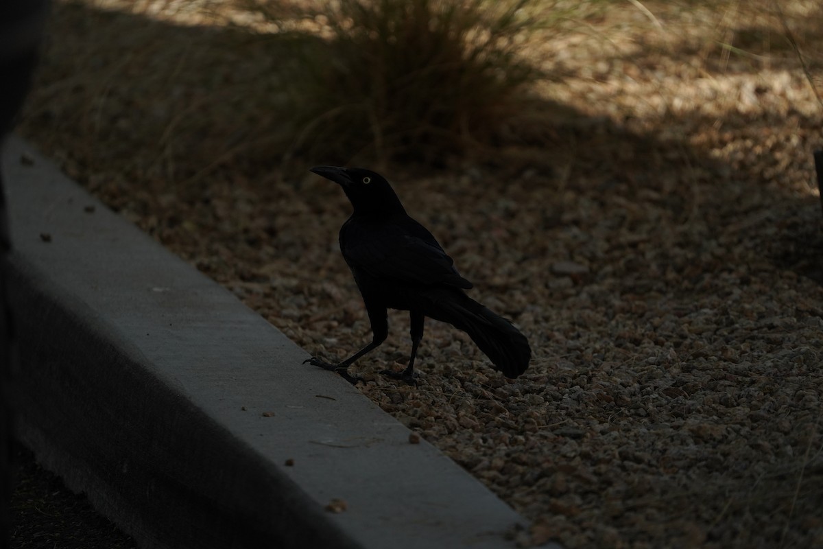 Great-tailed Grackle - ML647335028