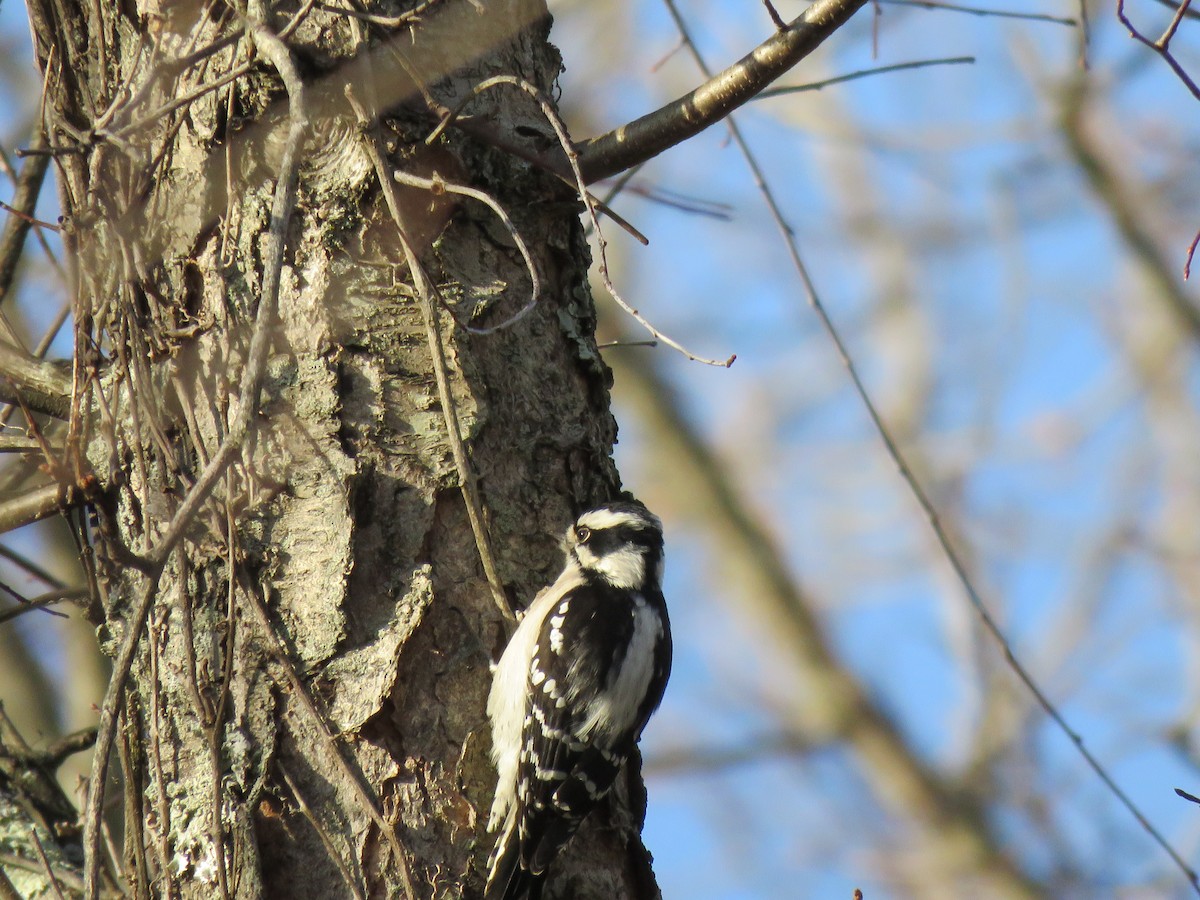 Дятел пухнастий - ML647335034