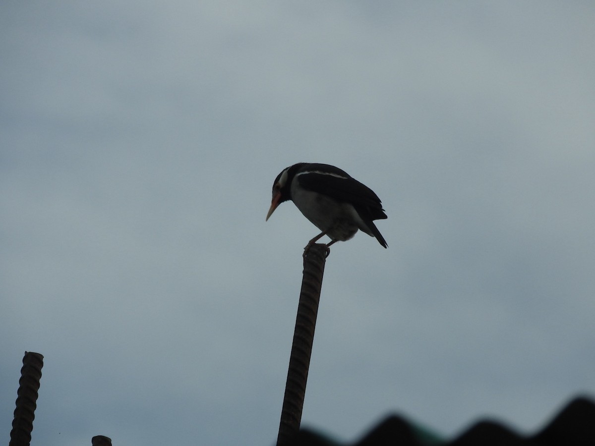 Indian Pied Starling - ML647335035