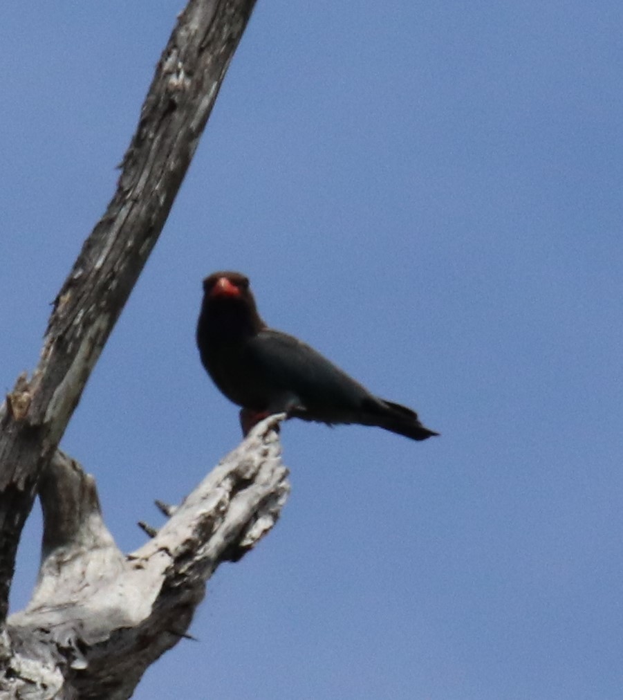 Dollarbird - ML647335036