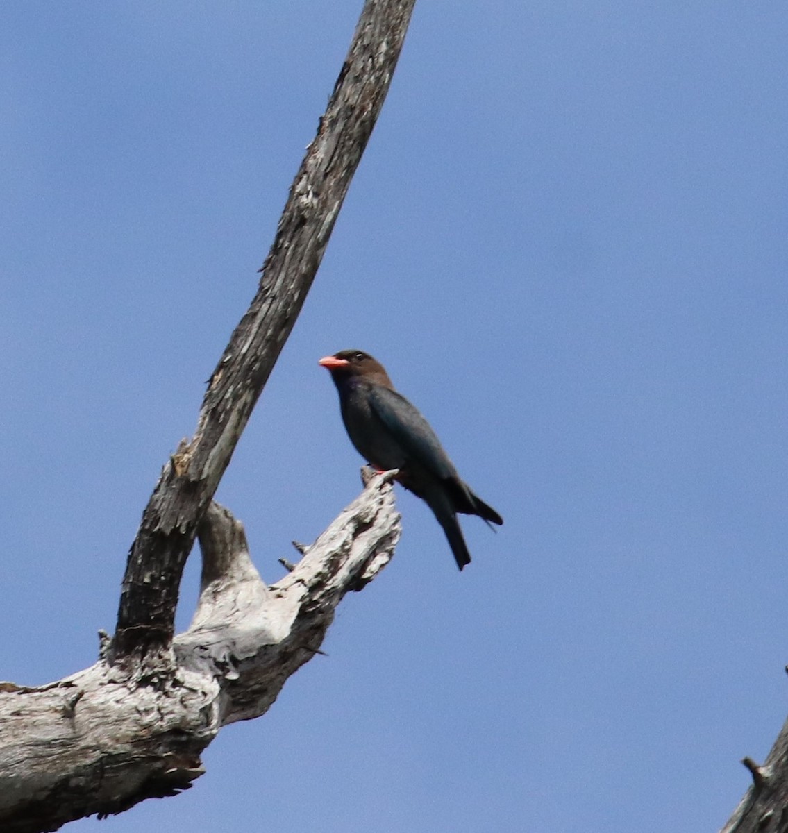 Dollarbird - ML647335037