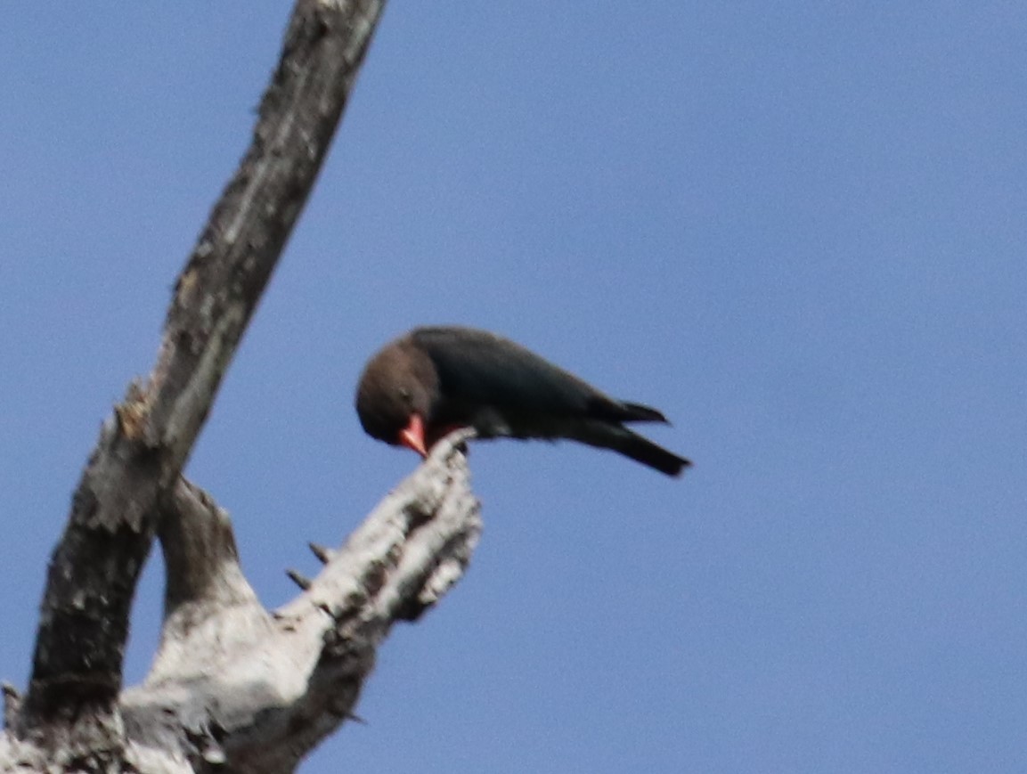 Dollarbird - ML647335038