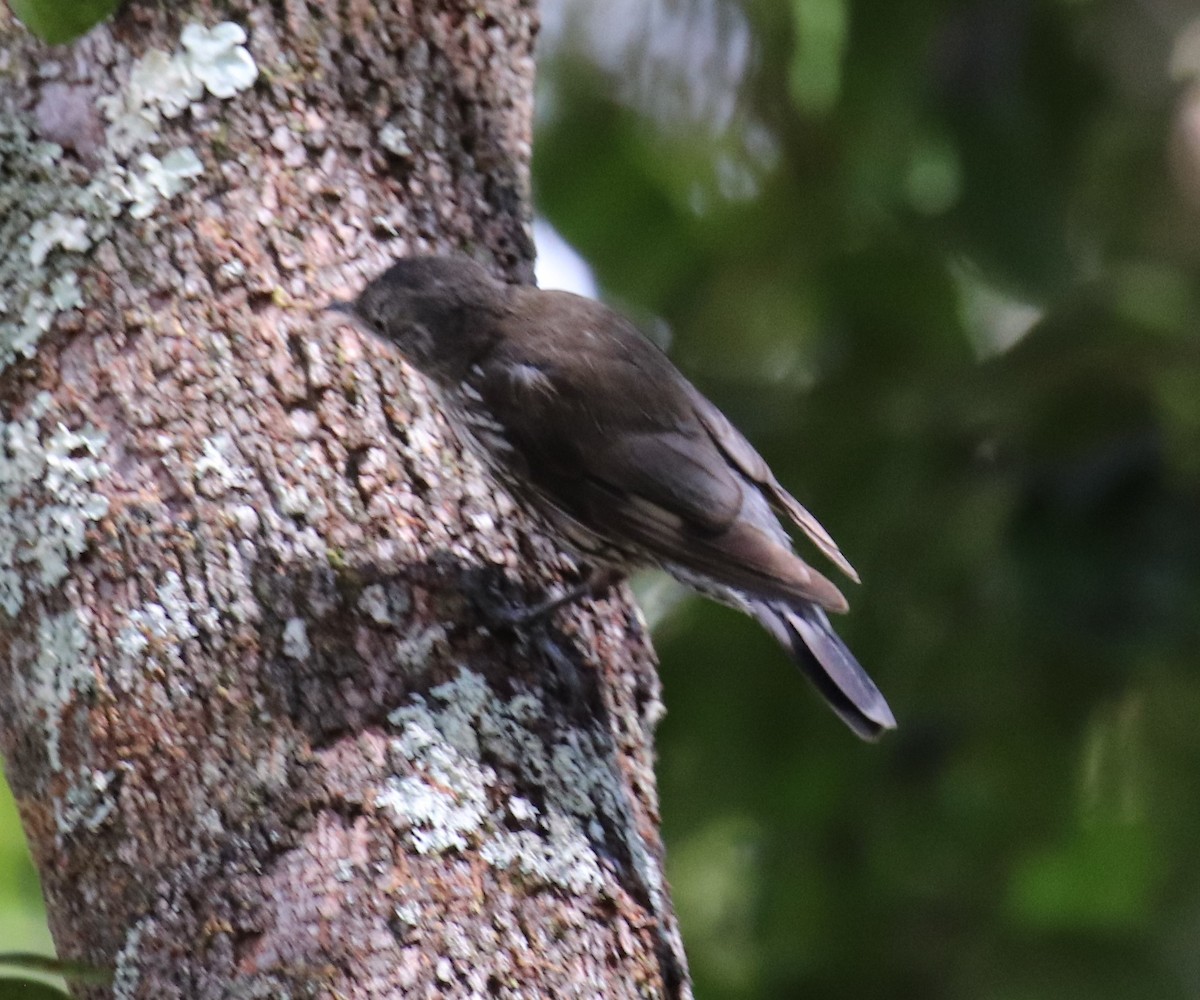 White-throated Treecreeper - ML647335056