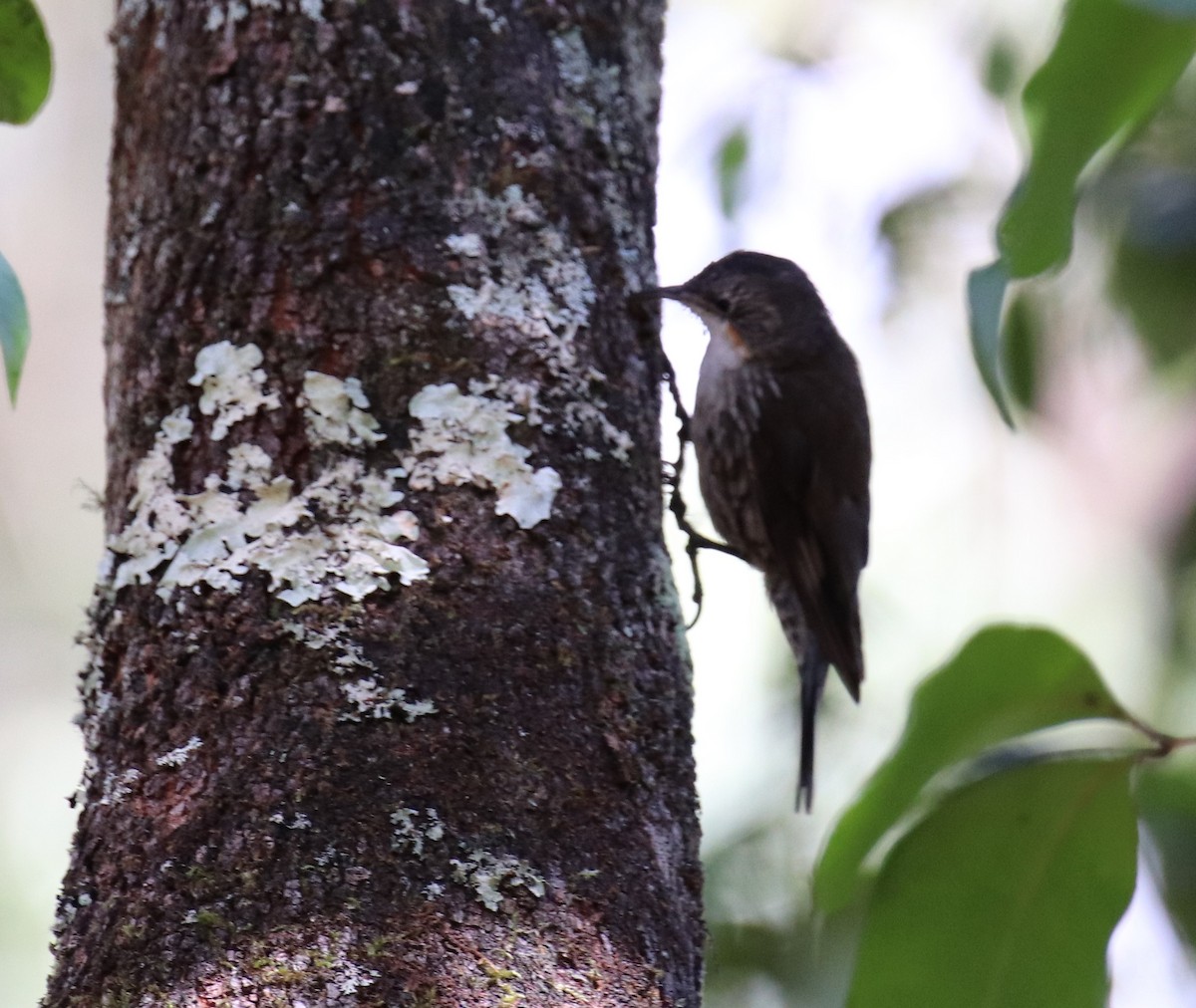 White-throated Treecreeper - ML647335057